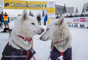 Yukon Quest Dogs
