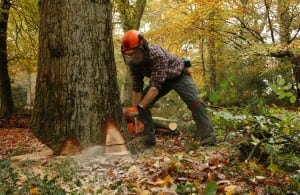 Globalstar Forestry Commission