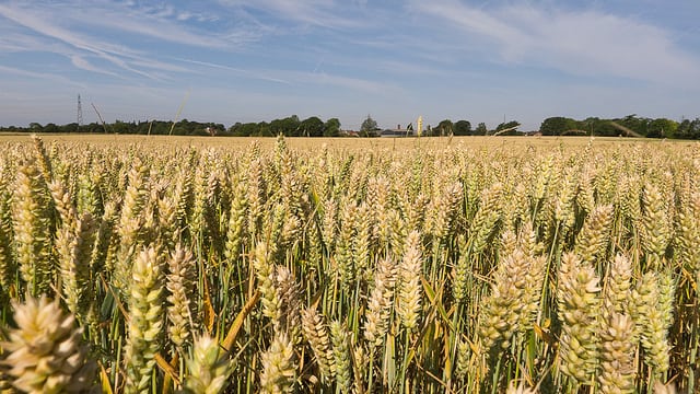 Wheat field.