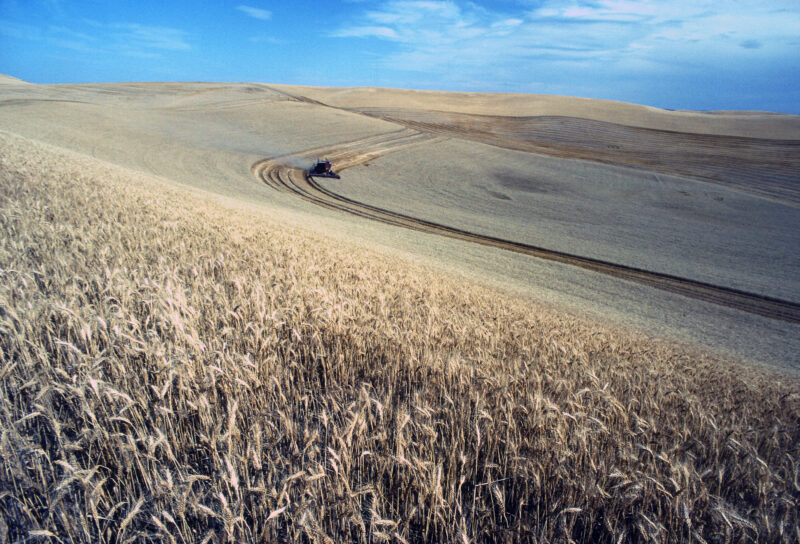 Wheat harvest on the Palouse in the Northwest U.S. Photo: USDA Agricultural Research Service.