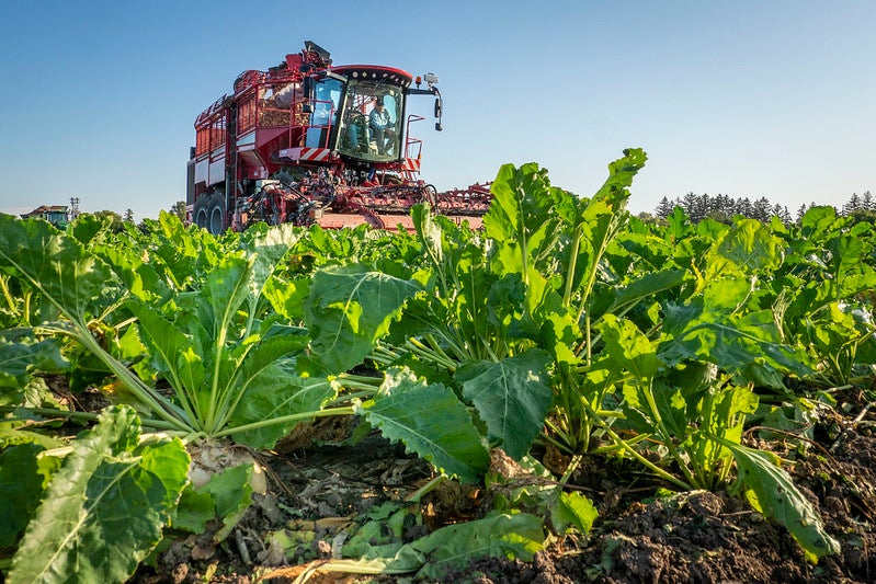 Sugarbeet crop. Photo: USDA by Preston Keres