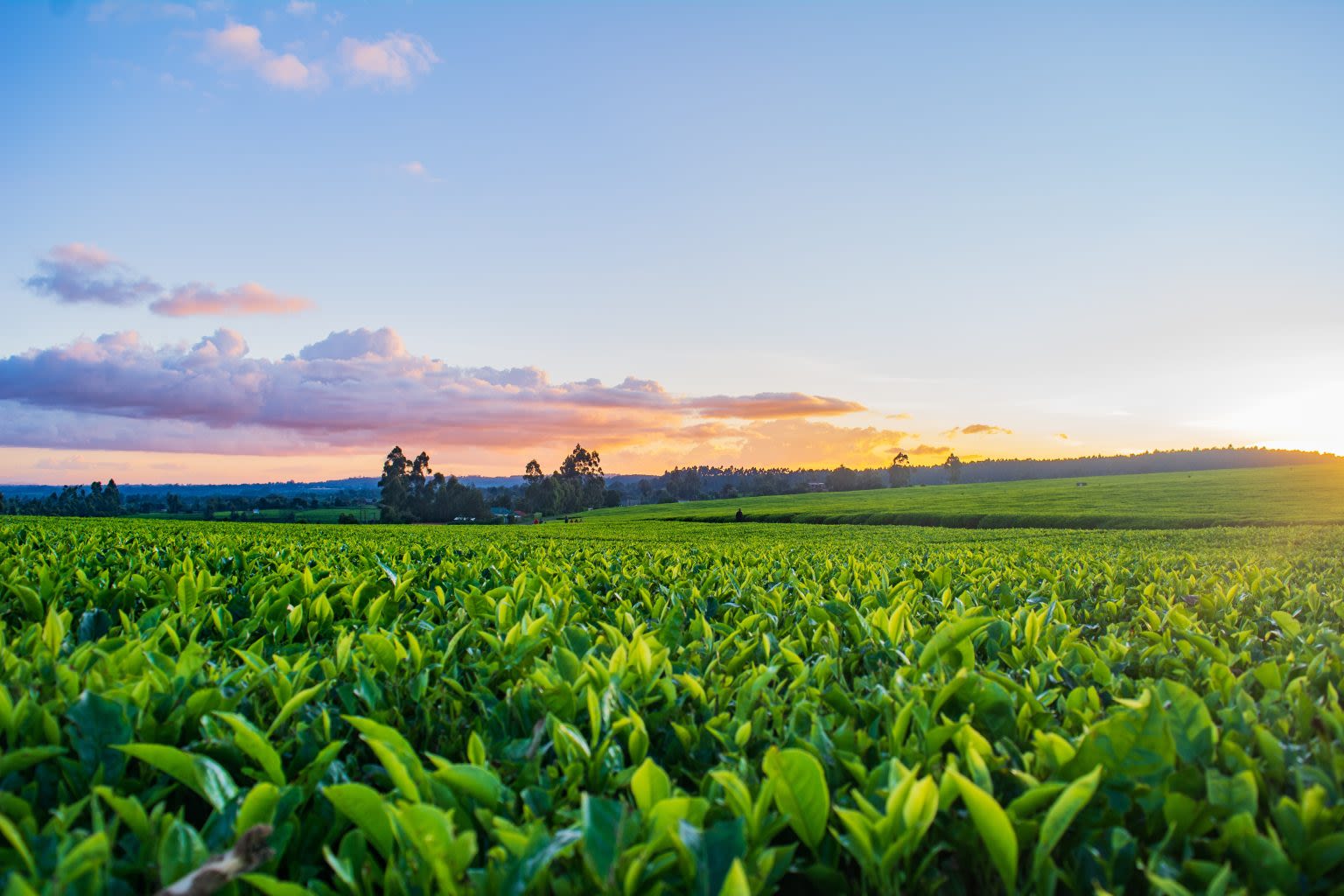 Sunny day in a farming field